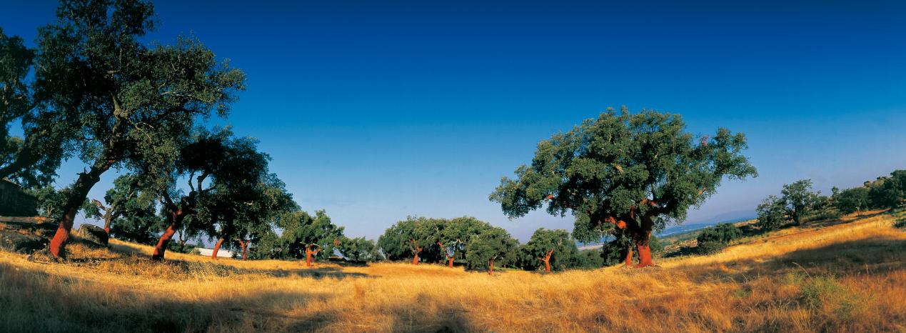 被名字“耽誤”的寶藏地板！在家實現(xiàn)“光腳自由” 圖片4